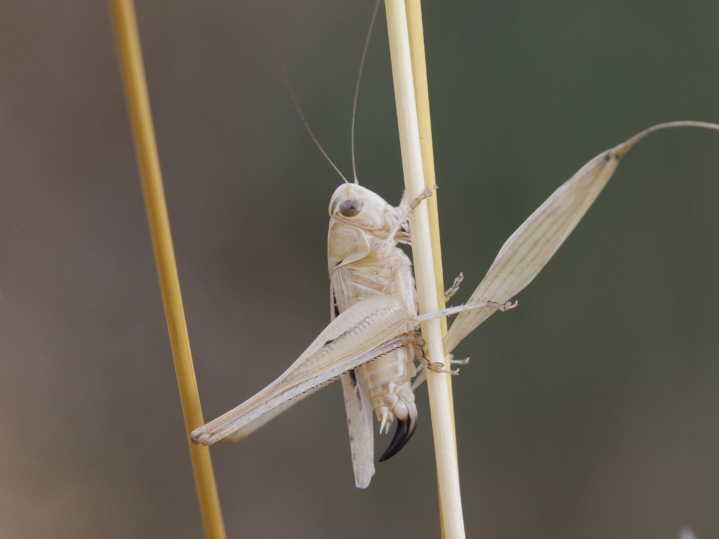 Tettigoniidae: Tessellana tessellata, femmina